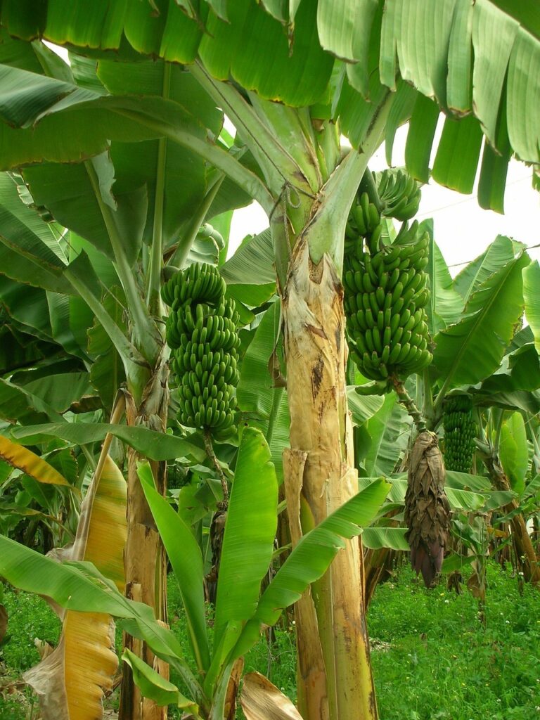 Kokan Banana,