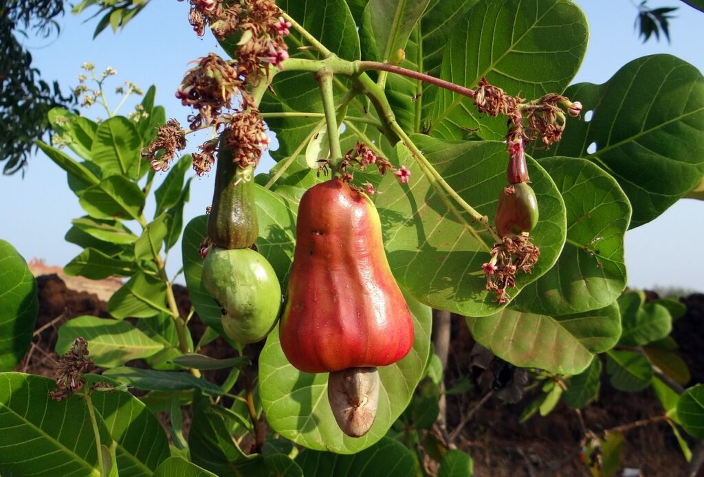 cashew nut business