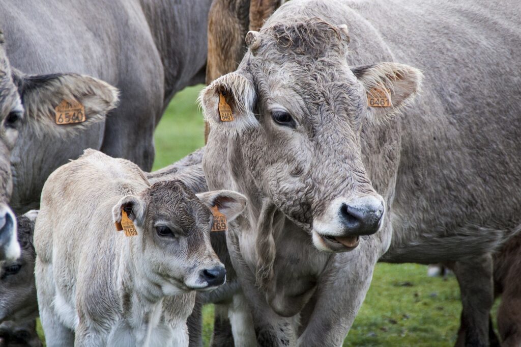 cow milk business,गायचे दुधाचा व्यवसाय,
दुधाचा फायदा 