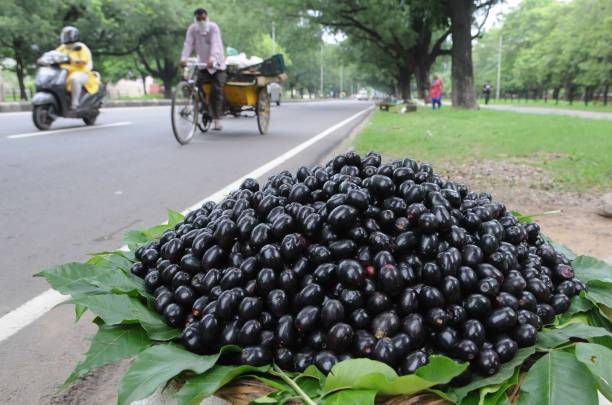 Jambhu Tree in Konkan