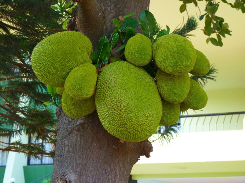 The Golden Jackfruit,