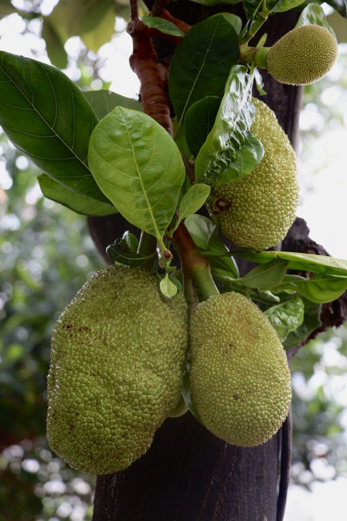 The Golden Jackfruit