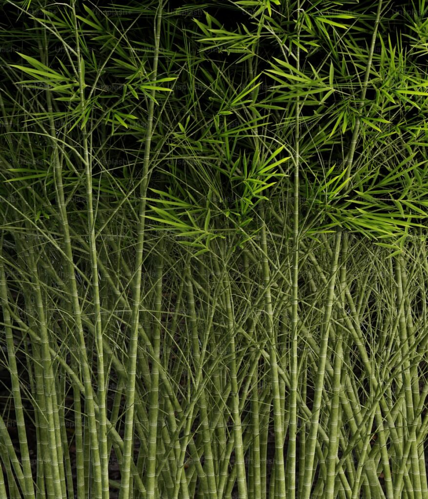 Bamboo Cultivation in Konkan