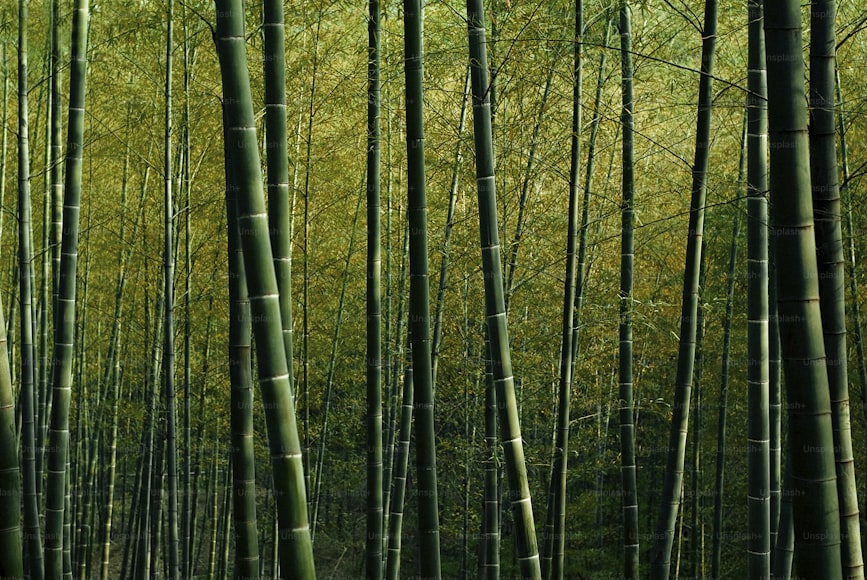 Bamboo Cultivation in Konkan