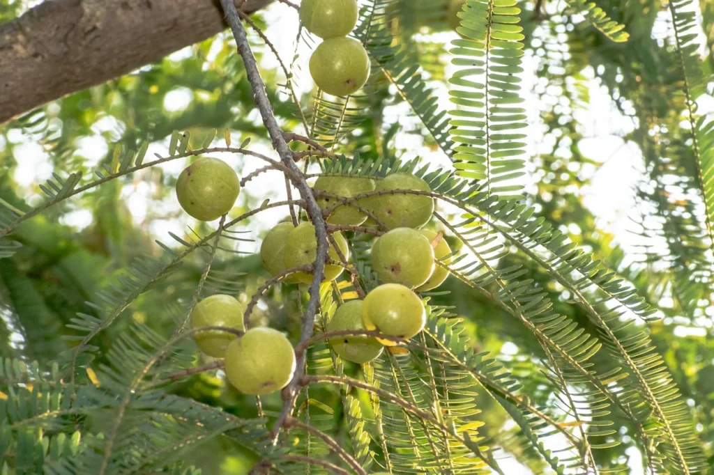 Amla Cultivation,